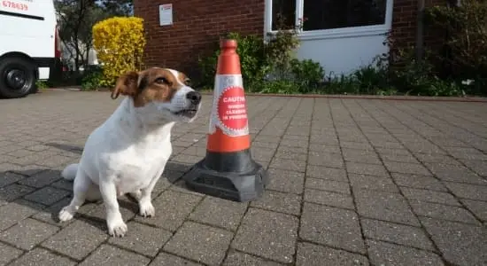 The-window-cleaning-dog-in-Poole